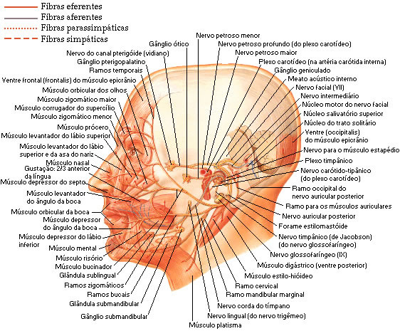 Nervo Facial 