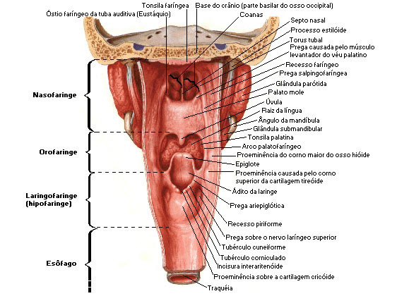 FARINGE - VISTA POSTERIOR