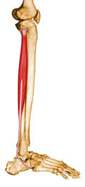 Músculo Fibular Longo