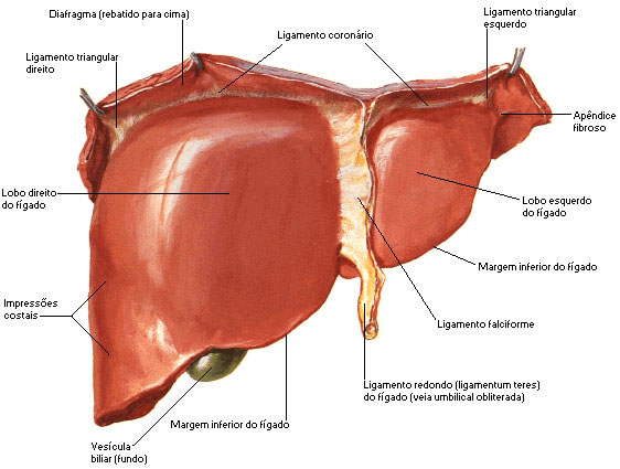 FÍGADO - FACE DIAFRAGMÁTICA