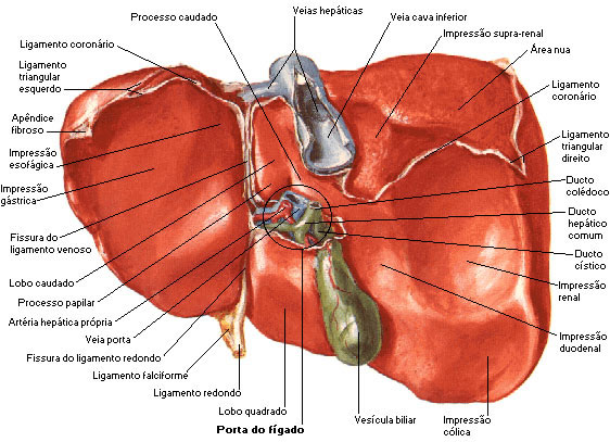 FÍGADO - FACE VISCERAL