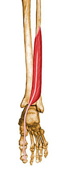Músculo Flexor Longo do Hálux