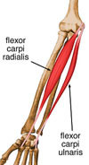 Músculo Flexor Radial do Carpo