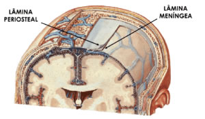 Dura Máter - Lamina Periosteal e Meníngea