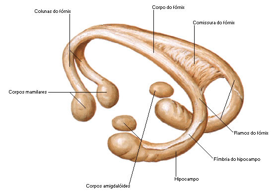 FÓRNIX E HIPOCAMPO