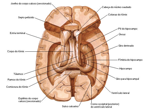 VISTA SUPERIOR DO FÓRNIX E HIPOCAMPO