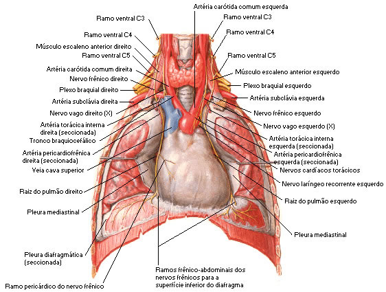 NERVO FRÊNICO