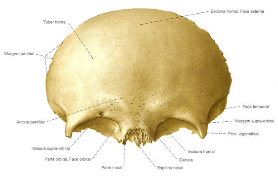 hueso frontal | Sistemas | Aula de Anatomia