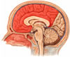 Lobo Frontal e Parietal - Face Medial