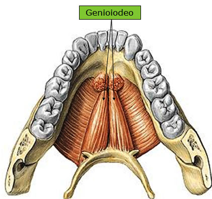 Músculo Genioiodeo