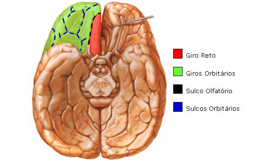 Sulco e Giros Lobo Frontal - Vista Inferior