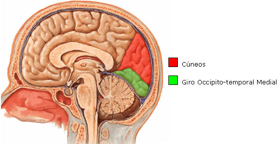 Giros do Lobo Occipital da Vista Medial do Cérebro 
