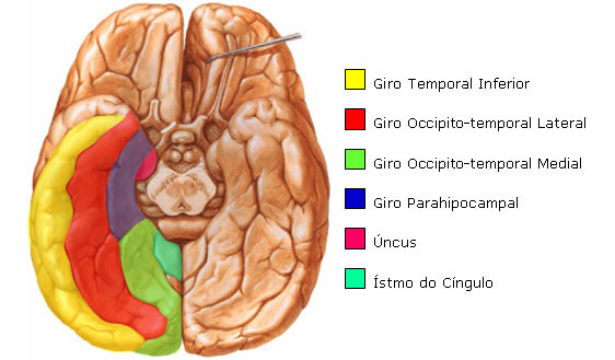 Giros na Vista Inferior do Telencéfalo