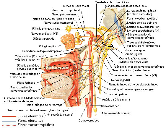 Nervo Glossofaríngeo