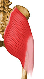 Músculo Glúteo Máximo