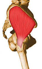 Músculo Glúteo Médio