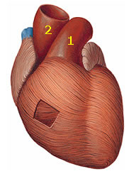  Artéria Aorta e Tronco Pulmonar