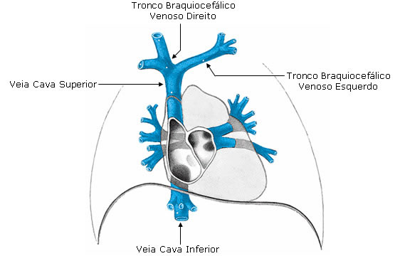 Veias No Cora o