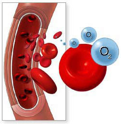 Células Sanguíneas