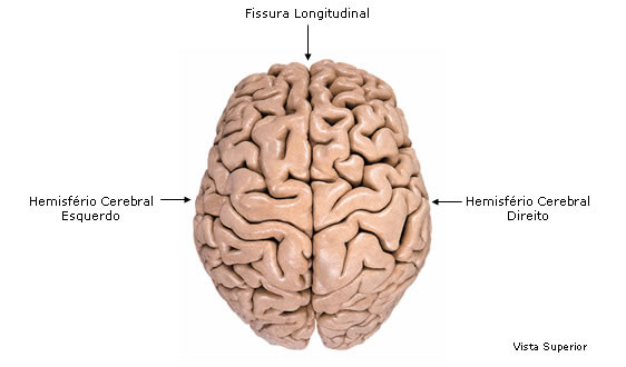 Hemisférios Cerebrais