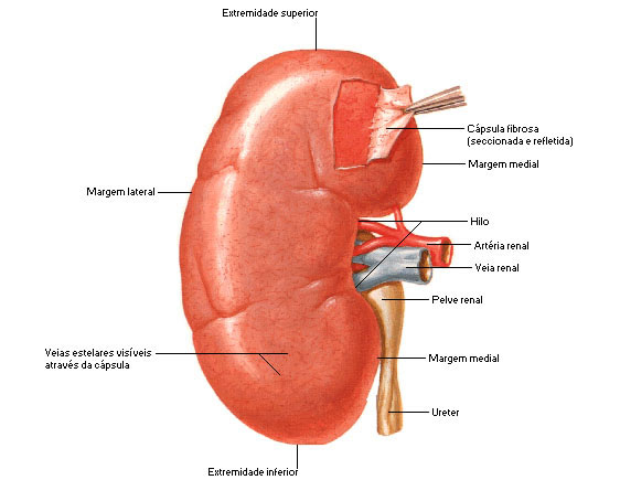 RIM - FACES, BORDAS, EXTREMIDADES E HILO RENAL