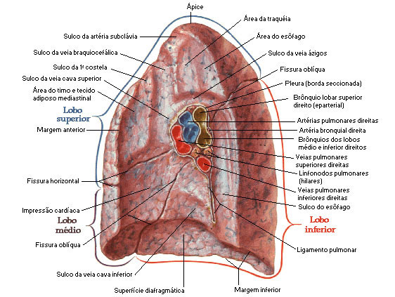 HILO PULMONAR DIREITO