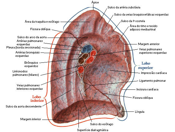 HILO PULMONAR ESQUERDO