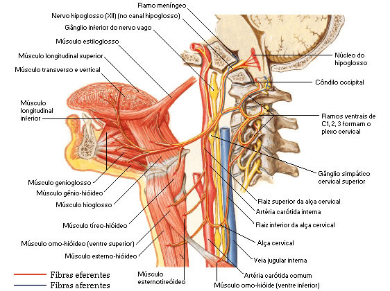 NERVO DO HIPOGLOSSO