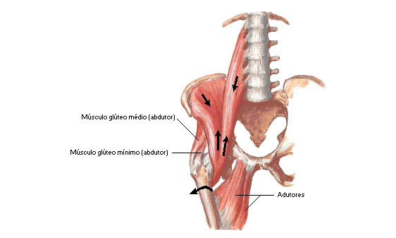 Músculo Iliopsoas - Ação