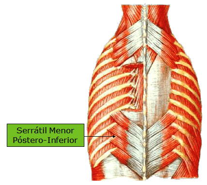 Músculo Serrátil Menor Póstero-inferior