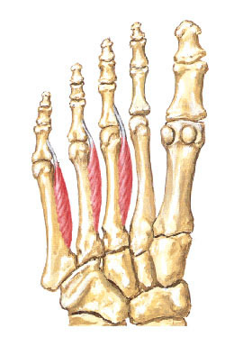 Músculos do Pé - Interósseos Plantares