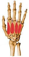 Músculo Interósseos Dorsais