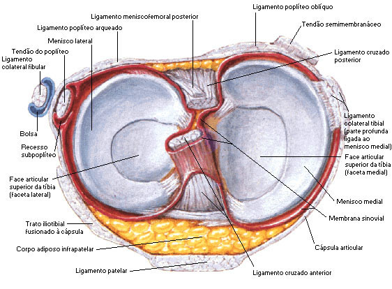 Vista Superior das Estruturas Articulares do Joelho