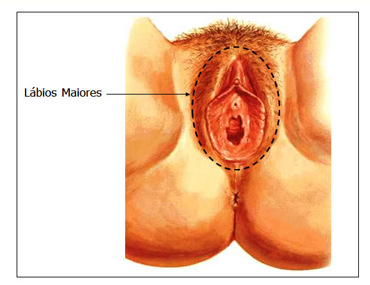 Lábios Maiores do Pudendo