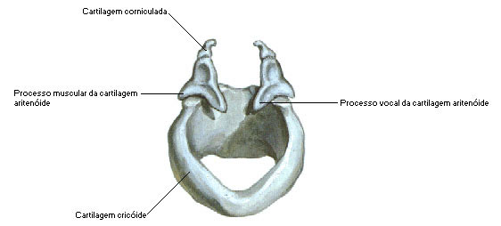 CARTILAGENS - CRICOIDE, ARITENOIDE E CORNICULADA