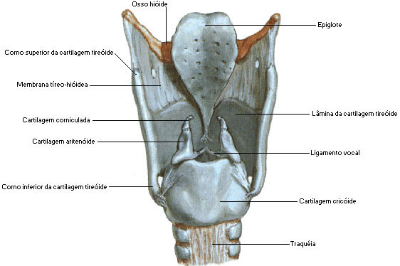 LARINGE - VISTA POSTERIOR DAS CARTILAGENS