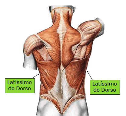 Músculo Latíssimo do Dorso