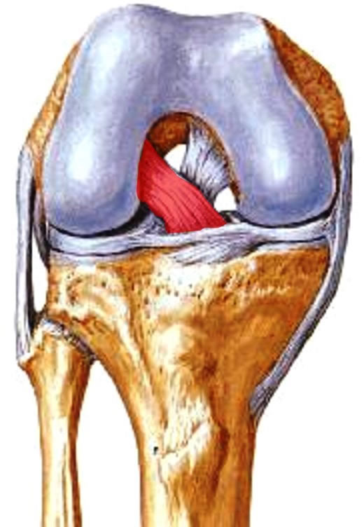 Ligamento Cruzado Anterior