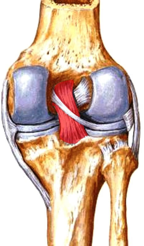 Ligamento Cruzado Posterior