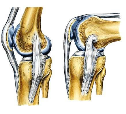 Ligamento Tibial