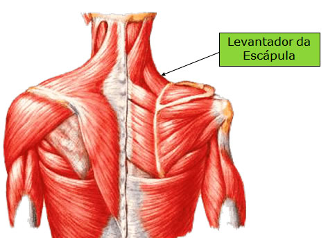 musculos-superiorer-de-la-espalda - Anatômica