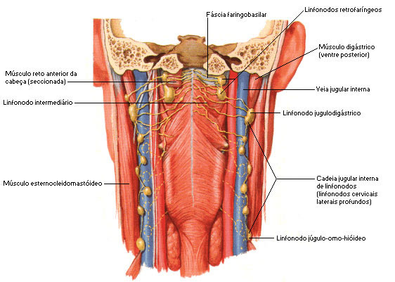 VASOS LINFÁTICOS E LINFONODOS DA FARINGE