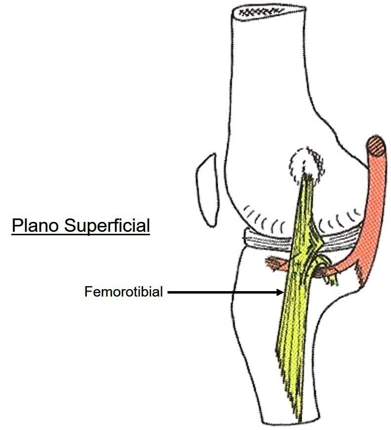 Ligamento Colateral Tibial - Plano Superficial