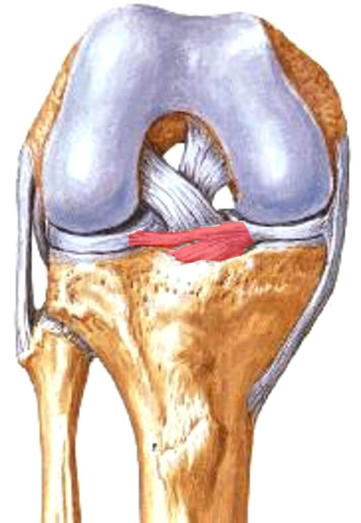 Ligamento Transverso do Joelho