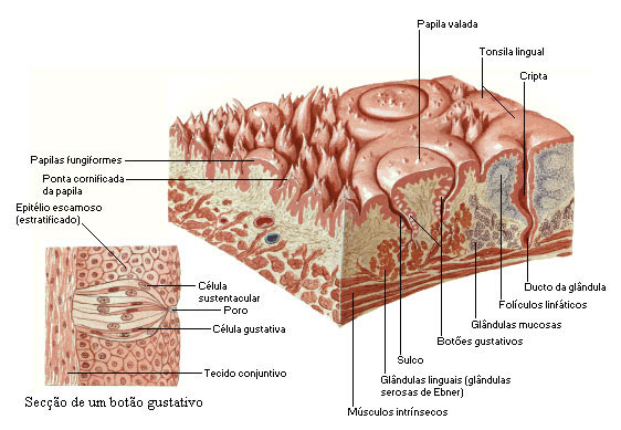 PAPILAS LINGUAIS