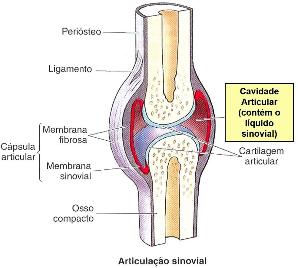 Membrana Sinovial do Joelho