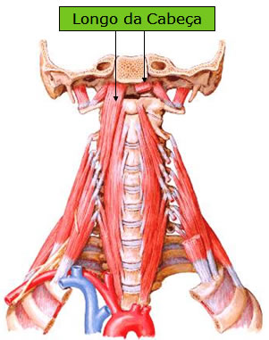 Músculos del cuello | Sistemas | Aula de Anatomia