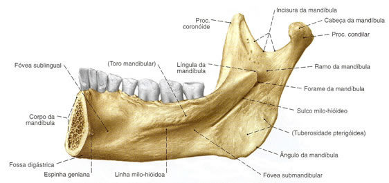 Língula da mandíbula - e-Anatomy - IMAIOS