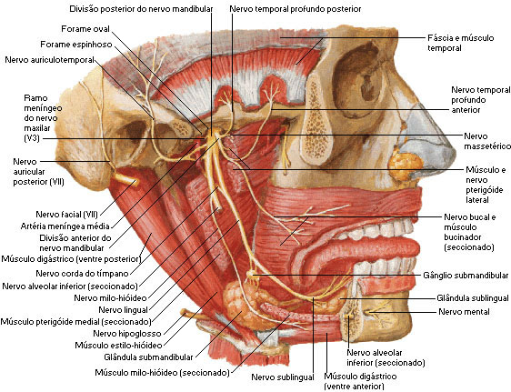 Nervo Trigêmio - Ramo Mandibular 