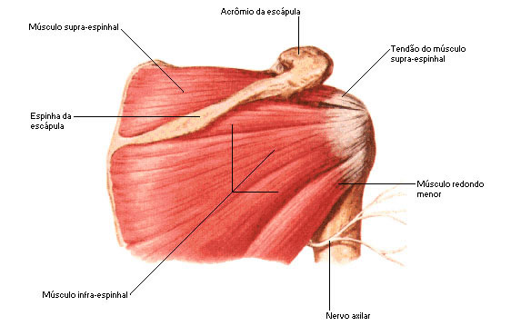 Músculos do Ombro - Manguito Rotador